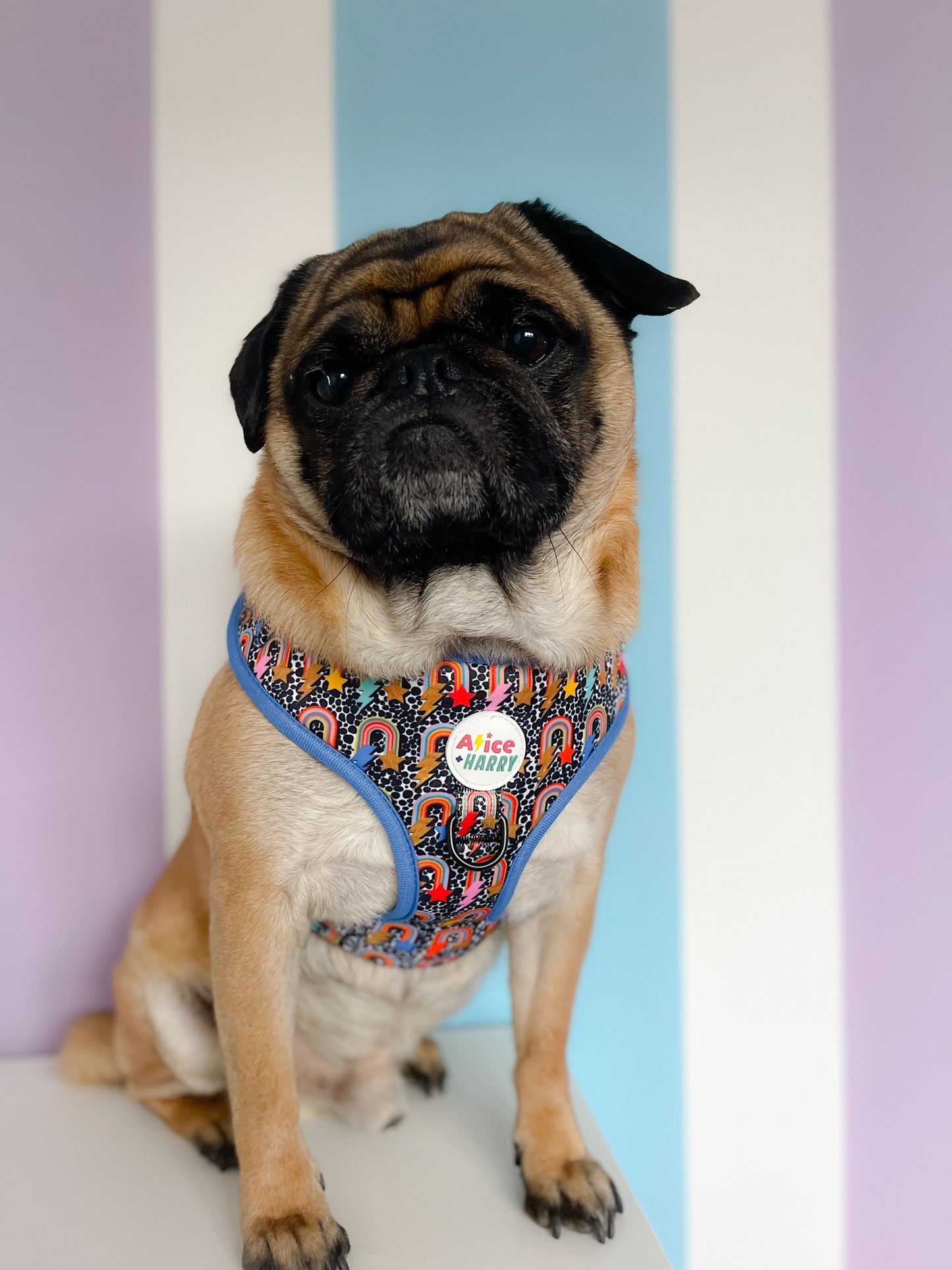 Bowie Rainbow Adjustable Pet Harness